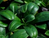 Show product details for Myosotis capitata
